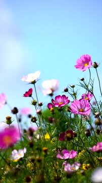 Slow motion, vertical video of wildflowers blowing in the breeze. The tallest flowers stand out against the cloudy, blue sky and are beautiful shades of pink and white, moving like they are dancing.