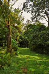 Nijigari Forest Kenya
