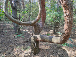 crooked tree. tree with unusual branches. unusual pine. crooked pine branches. strange forest.