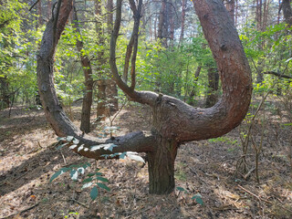 crooked tree. tree with unusual branches. unusual pine. crooked pine branches. strange forest.
