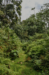 Nijigari Forest Kenya