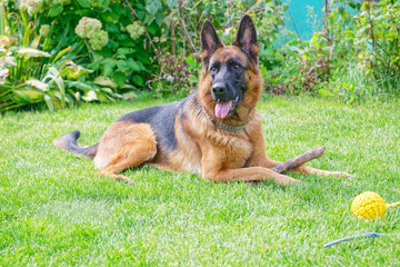 German shepherd on a green grass