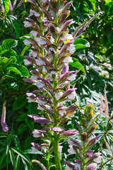 Acanthus spinosus, Bear's Breeches