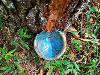 The sap from the pine tree is being collected in a blue container. The sap comes out of the pine...
