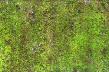 Close up of green moss texture on wall for background. 