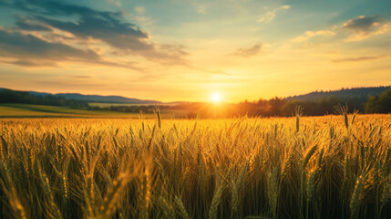 Fototapeta premium Scene of sunset on the field with young rye or wheat in the summer with a cloudy sky background. 