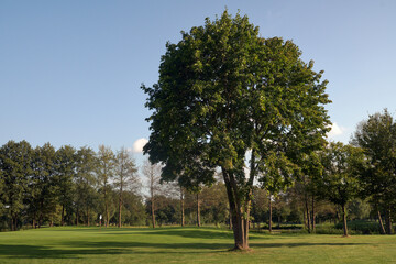 Fototapeta premium Tranquil golf course scenery with a large tree standing in front of the green.
