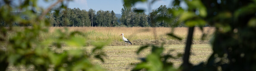 Weißstorch auf einem Feld