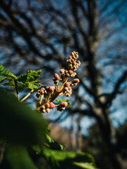 Flower buds on a tree