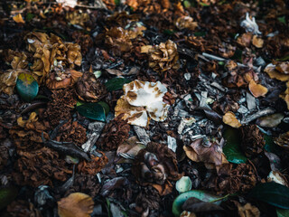 Wilted flowers on the ground