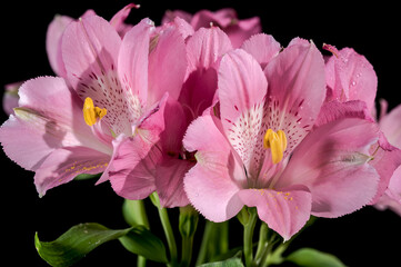 Obraz premium Blooming pink Alstroemeria on a black background