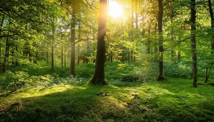Naklejka premium A serene forest clearing with dappled sunlight.