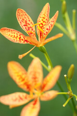 orange wild iris flower on the field