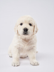 A young puppy sits calmly, its fur fluffy and white, set against a clean backdrop, capturing its innocence and tranquil demeanor.