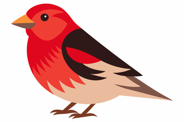 Finch Bird vector art and illustration