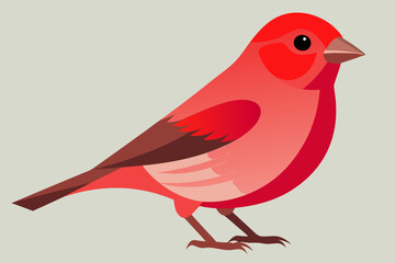 Finch Bird vector art and illustration
