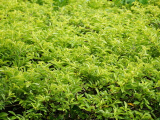 Fototapeta premium green background