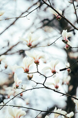 Magnolia blossom in spring. Spring flowers.