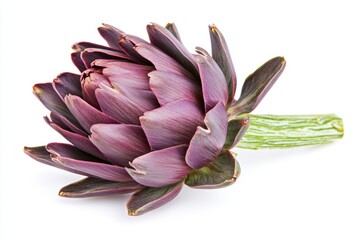 Vibrant purple artichoke flower on white background