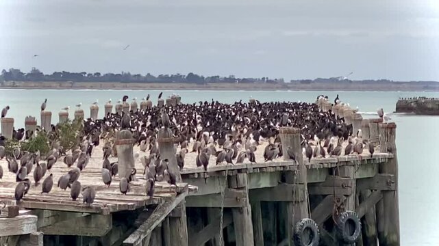 Sea shags colony on the Sumpter wharf, Oamaru, New Zealand 