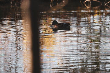 duck on the lake