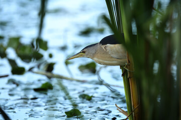 Moorhen bird and its offspring.