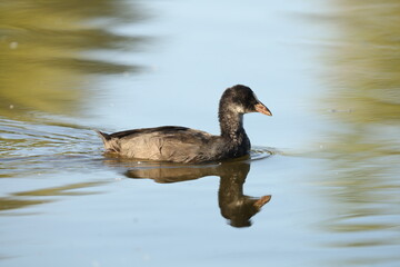 Moorhen bird and its offspring.