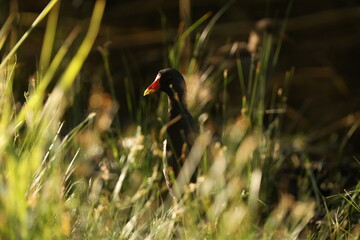Moorhen bird and its offspring.
