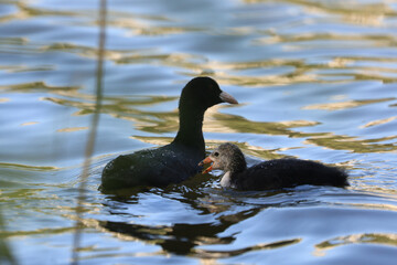 Moorhen bird and its offspring.