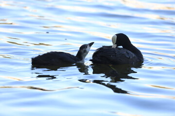 Moorhen bird and its offspring.