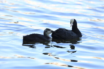 Moorhen bird and its offspring.