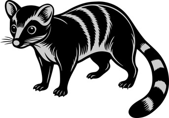 luwak, illustration of a civet, vector art, isolated on white.