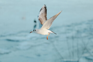 Waterfowl spend the winter on the river in the city.