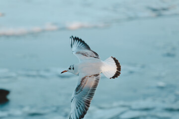 Waterfowl spend the winter on the river in the city.