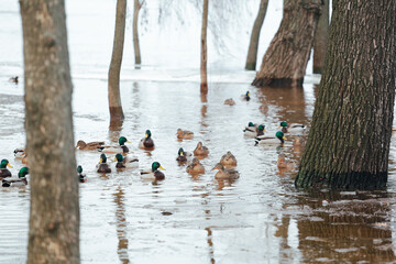 Waterfowl spend the winter on the river in the city.