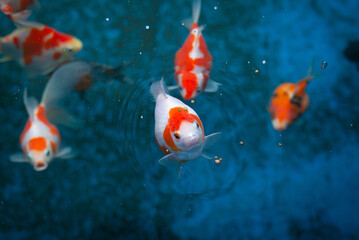 Tamasaba Goldfish eating food