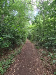 Obraz premium nature path in the Plänterwald Forest in Berlin Treptow/Köpenick