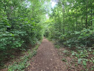 nature path in the Plänterwald Forest in Berlin Treptow/Köpenick