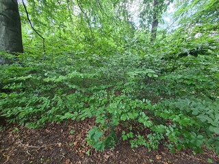 Fototapeta premium green bushes in the Plänterwald Forest in Berlin Treptow/Köpenick