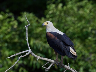 African fish eagle (Haliaeetus vocifer)