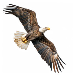 Naklejka premium Bald Eagle Flying isolated White Background