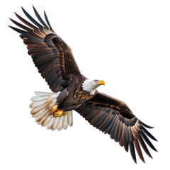 Obraz premium Bald Eagle Flying isolated White Background
