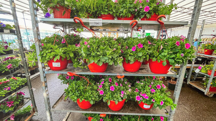 Obraz premium Moscow May 15, 2024, Potted flowers on a shelf in the garden center. Garden center seasonal sale of plants. Garden center with green plants.