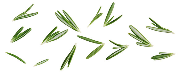 Falling rosemary leaves isolated on white background