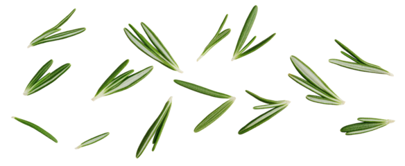 Falling rosemary leaves isolated on white background