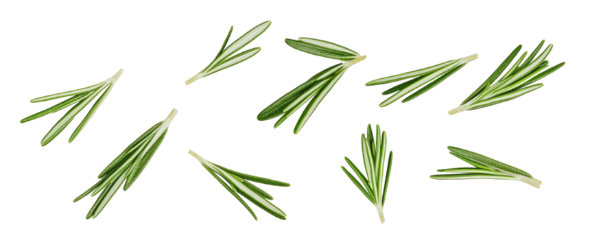 Falling rosemary leaves isolated on white background