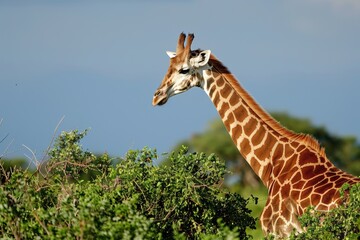 Fototapeta premium a giraffe gracefully browsing on leaves in a serene, sunlit savanna. Great for wildlife conservation campaigns and decorative wall art.