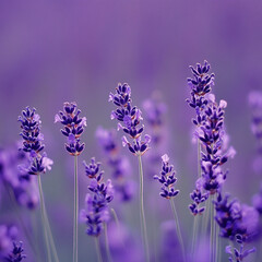 Obraz premium Serene Lavender Field at Twilight, Aromatic Purple Flowers in Bloom with Soft Sunset Light - Tranquil Nature Landscape