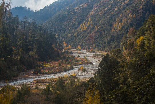 River and spruce trees in autumn in Sakteng Wildlife Sanctuary; Merak; Bhutan