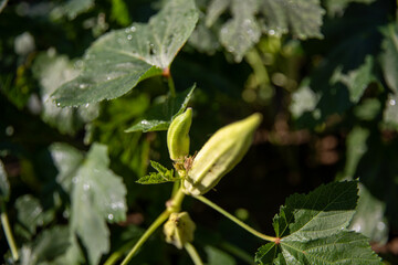 Obraz premium Closeup shot of Okra growing from flowers in an okra field, Ladyfingers cultivation in a rural farm, Fresh Bhindi produce in a rural area